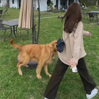 饿犬蓝调